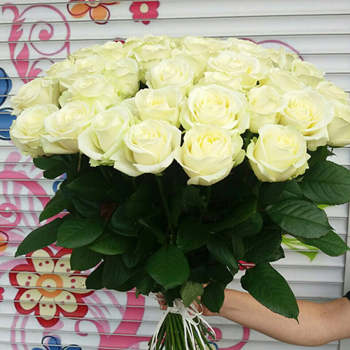 51 біла троянда «Аваланч»
