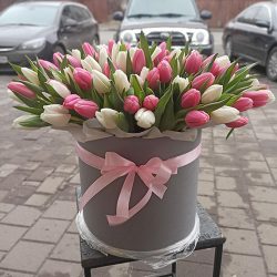 101 біло-рожевий тюльпан в коробці фото букета