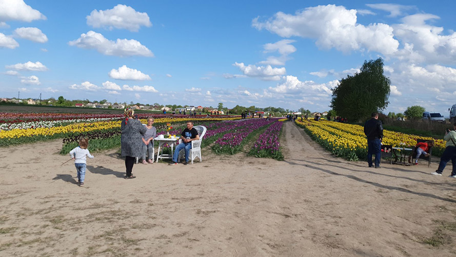 тюльпанове поле в Івано-Франківську