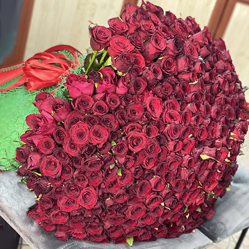 Большой букет из красных роз 301 цветок фото букета.